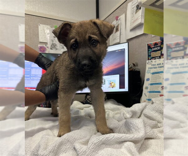 Medium Photo #1 German Shepherd Dog-Unknown Mix Puppy For Sale in Stockton, CA, USA