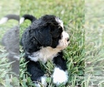 Small Photo #3 Bernedoodle Puppy For Sale in FLEMING ISLAND, FL, USA