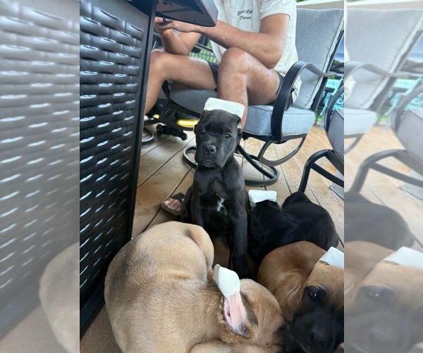 Medium Photo #11 Cane Corso Puppy For Sale in PORTLAND, OR, USA