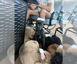 Small #10 Cane Corso