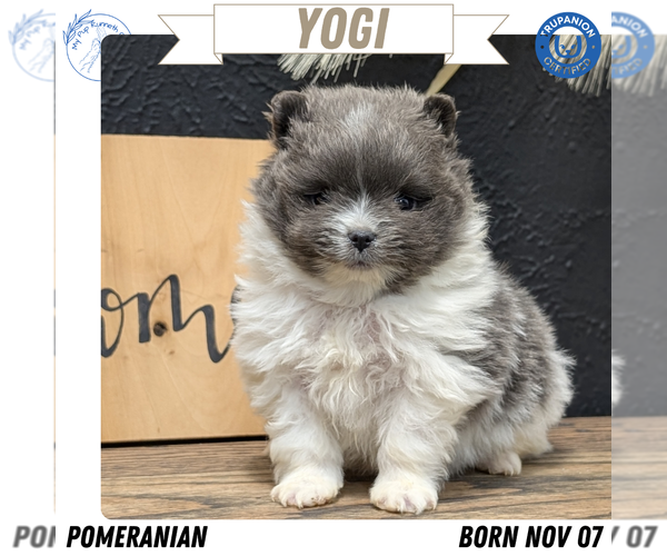 Medium Photo #2 Pomeranian Puppy For Sale in GOSHEN, IN, USA