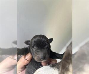 American Pit Bull Terrier-Unknown Mix Dogs for adoption in Houston, TX, USA