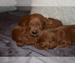 Small Photo #2 Goldendoodle-Poodle (Standard) Mix Puppy For Sale in EDMOND, OK, USA