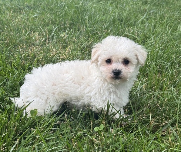 Medium Photo #1 Bichpoo Puppy For Sale in CANOGA, NY, USA