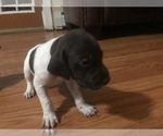 Small Photo #12 German Shorthaired Pointer Puppy For Sale in MOOSUP, CT, USA