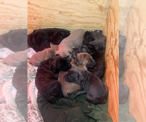 Cane Corso Litter for sale in TUCSON, AZ, USA