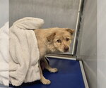 A432307 - Female Chow Chow-Unknown Mix Dog for Adoption - Small photo