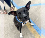 Small #25 American Pit Bull Terrier Mix