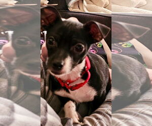 Rat Terrier-Unknown Mix Dogs for adoption in Fort Wayne, IN, USA