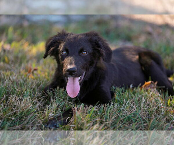 Medium Photo #3 Border Collie-Unknown Mix Puppy For Sale in Cookeville, TN, USA