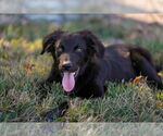 Small #2 Border Collie Mix