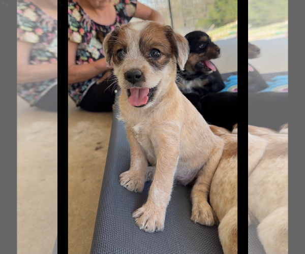 Medium Photo #1 Australian Shepherd-Unknown Mix Puppy For Sale in Green Forest, AR, USA