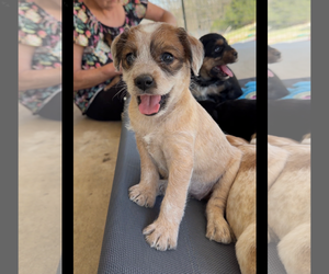 Australian Shepherd-Unknown Mix Dogs for adoption in Green Forest, AR, USA