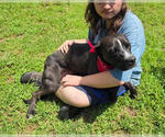 Small #1 Mutt