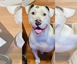 Small American Pit Bull Terrier Mix