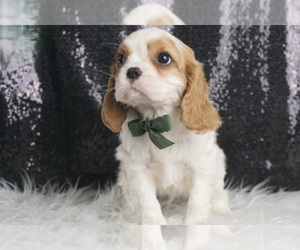 Cavalier King Charles Spaniel Puppy for sale in WARSAW, IN, USA