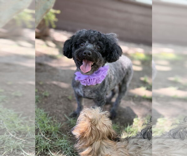 Medium Photo #1 Poodle (Miniature) Puppy For Sale in Phoenix, AZ, USA