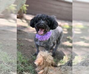 Poodle (Miniature) Dogs for adoption in Phoenix, AZ, USA