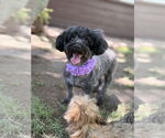 Small Poodle (Miniature)