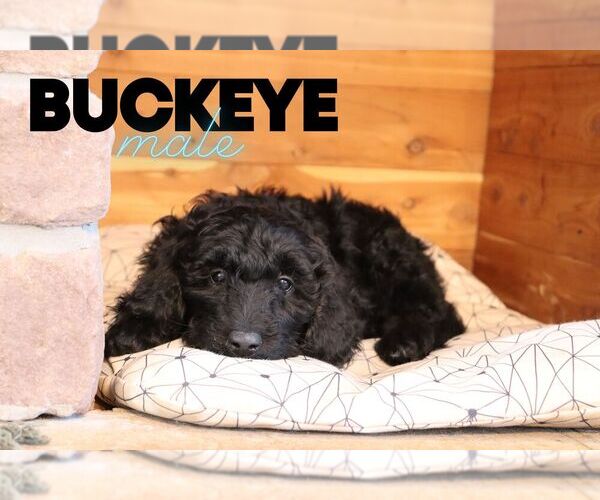 Medium Photo #1 Goldendoodle (Miniature) Puppy For Sale in NORTH LIBERTY, IN, USA