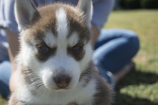 Siberian Husky Puppy for sale in THE PLAINS, OH, USA
