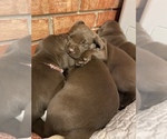 Small Photo #20 Labrador Retriever Puppy For Sale in TULSA, OK, USA