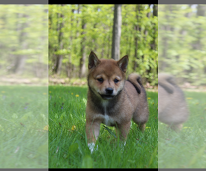 Shiba Inu Puppy for sale in RUSHVILLE, NY, USA