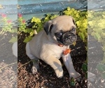 Small Photo #2 Pug Puppy For Sale in BONAIRE, GA, USA