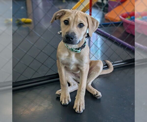 Medium Photo #8 Mutt Puppy For Sale in Vail, AZ, USA