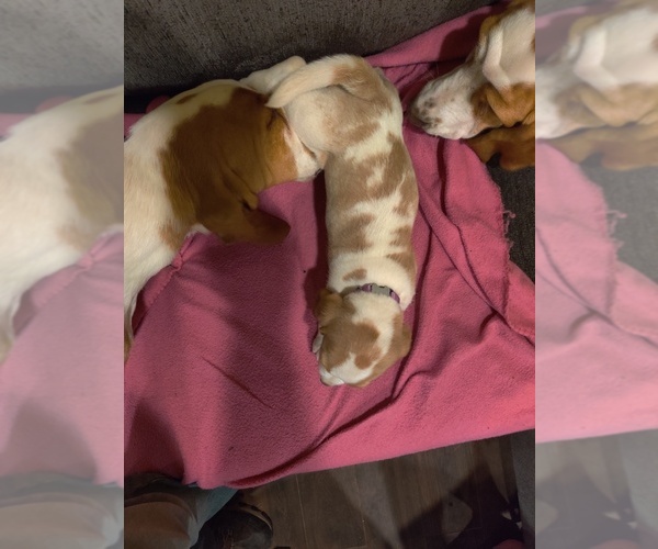 Medium Photo #5 Bagle Hound-Basset Hound Mix Puppy For Sale in CENTRALIA, WA, USA