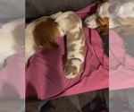 Small Photo #5 Bagle Hound-Basset Hound Mix Puppy For Sale in CENTRALIA, WA, USA