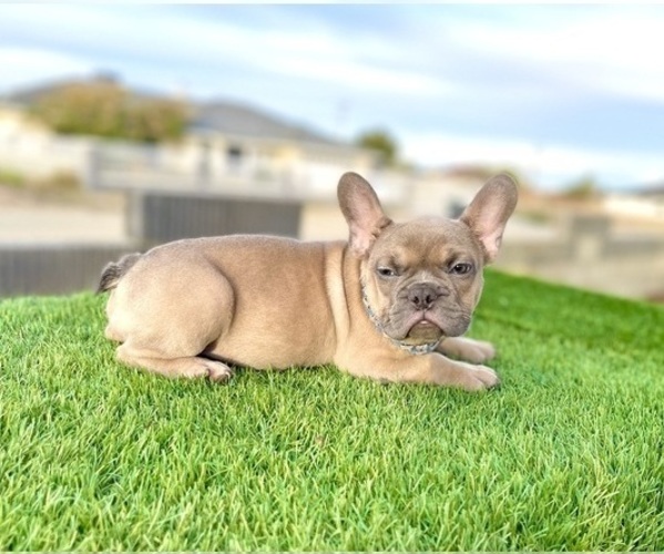 Medium Photo #1 French Bulldog Puppy For Sale in CALABASAS, CA, USA