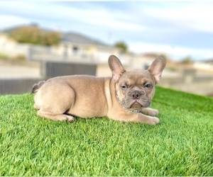 French Bulldog Puppy for sale in CALABASAS, CA, USA