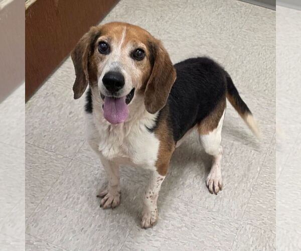 Medium Photo #2 Beagle Puppy For Sale in Silver Spring, MD, USA