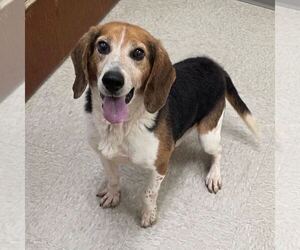 Arkansas - Male Beagle Dog for Adoption - Photo #2