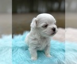 Small #6 Morkie