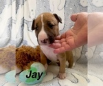 Puppy Jay Bull Terrier