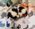 Small Photo #4 Papillon Puppy For Sale in JACKSONVILLE, FL, USA