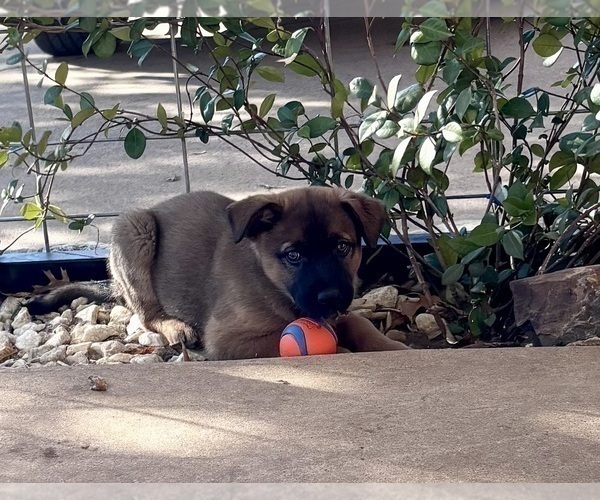 Medium Photo #3 Belgian Malinois Puppy For Sale in CROWLEY, TX, USA