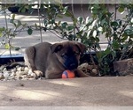 Small #2 Belgian Malinois