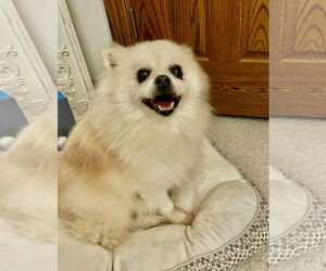 Pomeranian Dogs for adoption in St. Louis Park, MN, USA