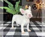 Small Photo #2 French Bulldog Puppy For Sale in FRANKLIN, IN, USA