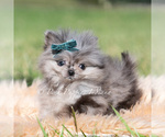 Small #5 Pomeranian