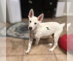 Small #1 Great Pyrenees Mix