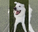 Small #27 Great Pyrenees