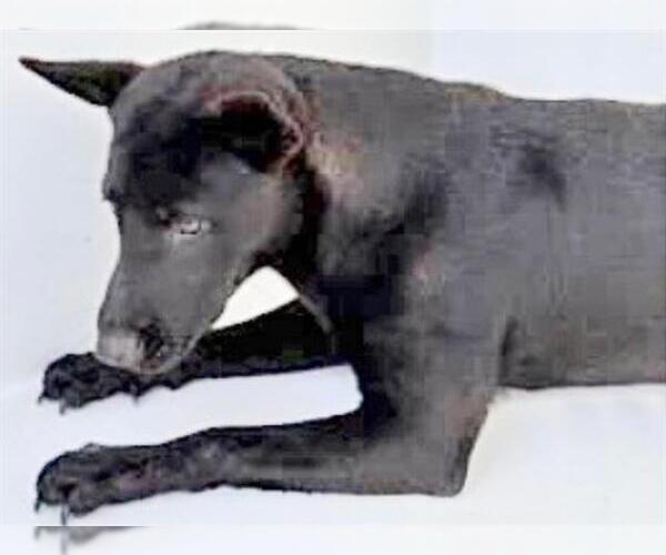 Medium Photo #1 Labrador Retriever-Unknown Mix Puppy For Sale in Houston, TX, USA