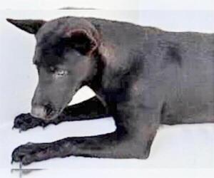 Labrador Retriever-Unknown Mix Dogs for adoption in Houston, TX, USA