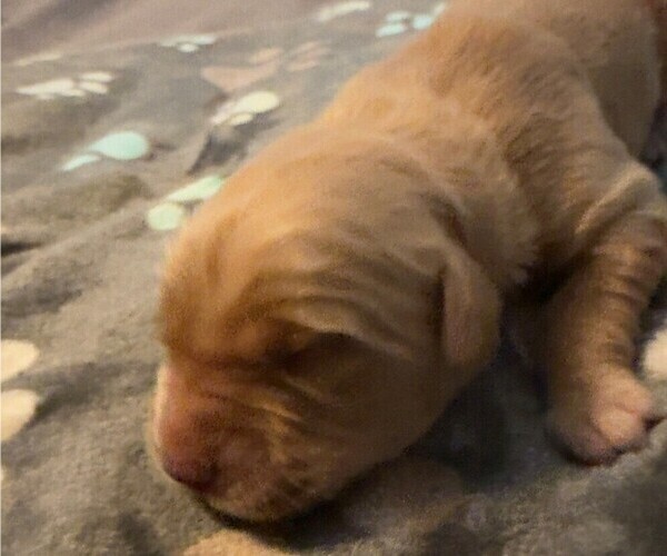 Medium Photo #5 Golden Retriever Puppy For Sale in GRIFFIN, GA, USA