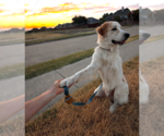 Small #1 Great Pyrenees Mix