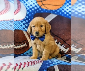 Golden Retriever Puppy for sale in NOTTINGHAM, PA, USA